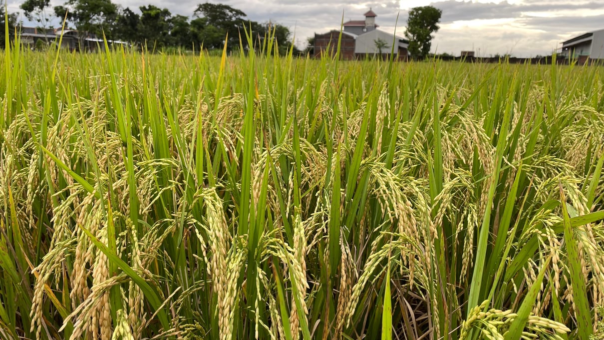 Paddy Farming Agriculture